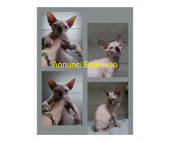 Canadian sphynx