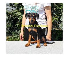 German pinscher- pedigree ENCI