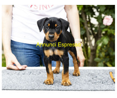 German pinscher- pedigree ENCI