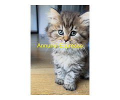 Cuccioli di British Longhair