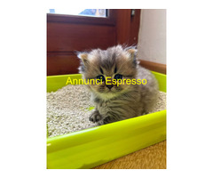 Cuccioli di British Longhair