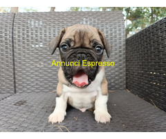 Bulldog francesi