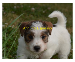 Jack Russell Terrier