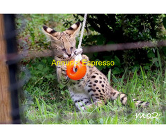 La vendita gattini Serval