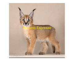 Caracal caracat