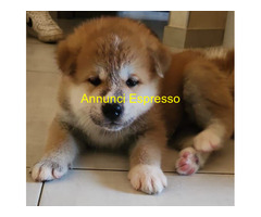 Cuccioli di Akita con pedigree