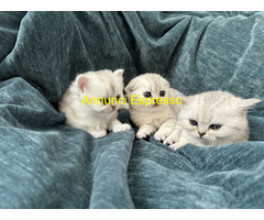 Scottish fold & Straig