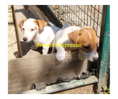 JACK RUSSELL PELO LISCIO