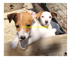 JACK RUSSELL PELO LISCIO