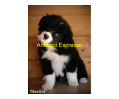 Cuccioli Border Collie