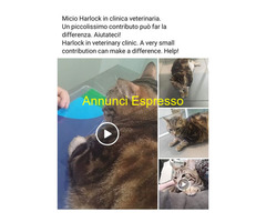 Emergenza Micio Harlock in clinica veterinaria