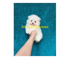 In regalo Bellissimi cuccioli di Pomeran