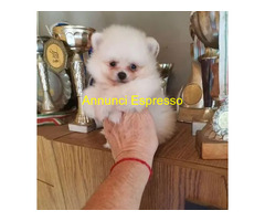 Pomerania toy cuccioli