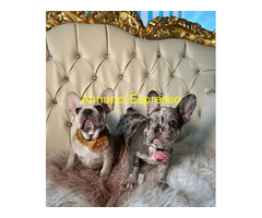 Bouledogue francese cuccioli