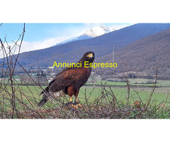 CorsoCorso base di falconeria novembre 2024