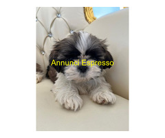 Shih Tzu femminuccia