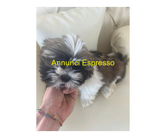 Shih Tzu femminuccia