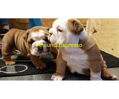 Bulldog Inglese cuccioli