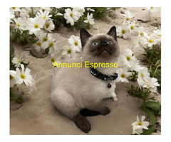 Cuccioli di siamese