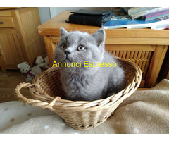 In regalo Gattini di British Shorthair