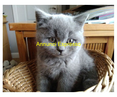 In regalo Gattini di British Shorthair