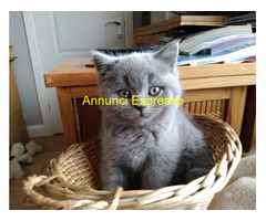 In regalo Gattini di British Shorthair