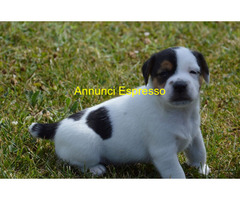 Cuccioli di Jack Russell