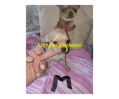 Cuccioli chihuahua toy