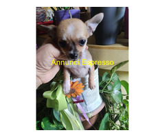 Chihuahua mini toy