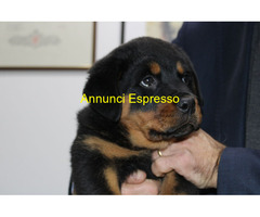 Cucciolo di Rottweiler