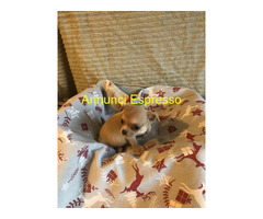 Chihuahua mini toy