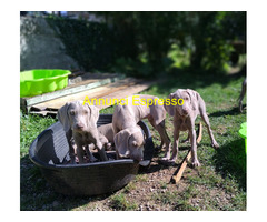 Cuccioli di Weimaraner puri