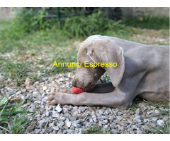 Cuccioli di Weimaraner puri