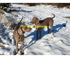 Cuccioli di Weimaraner puri