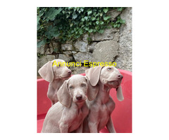 Cuccioli di Weimaraner puri