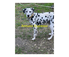 Dalmata