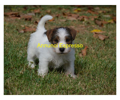 Jack Russell Terrier