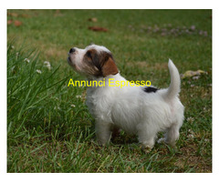 Jack Russell Terrier