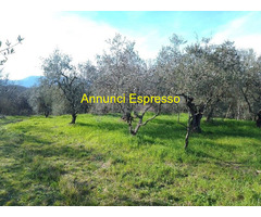 Vendo terreno agricolo in zona Montecalvoli PI