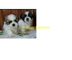 In regalo Vendo cuccioli shih tzu di età