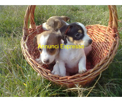 Jack Russell cuccioli