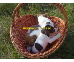 Jack Russell cuccioli