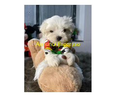 Maltese toy cuccioli