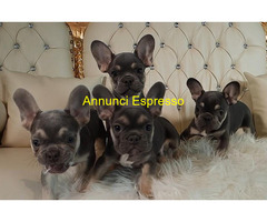 Bouledogue francese cuccioli