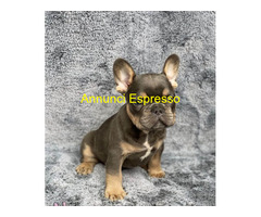 Bouledogue francese cuccioli