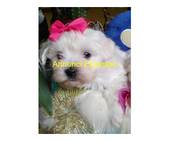 Maltipoo cuccioli