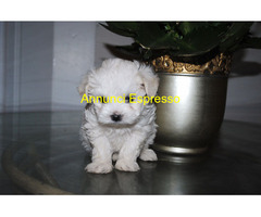 Maltipoo cuccioli