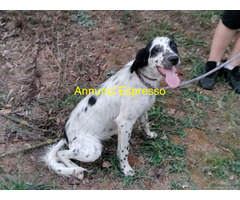 In regalo CUCCIOLONE INCROCIO SETTER