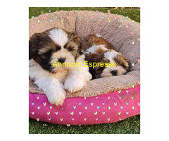 Shih-Tzu femminucce