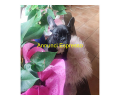 Bouledogue francese femmina